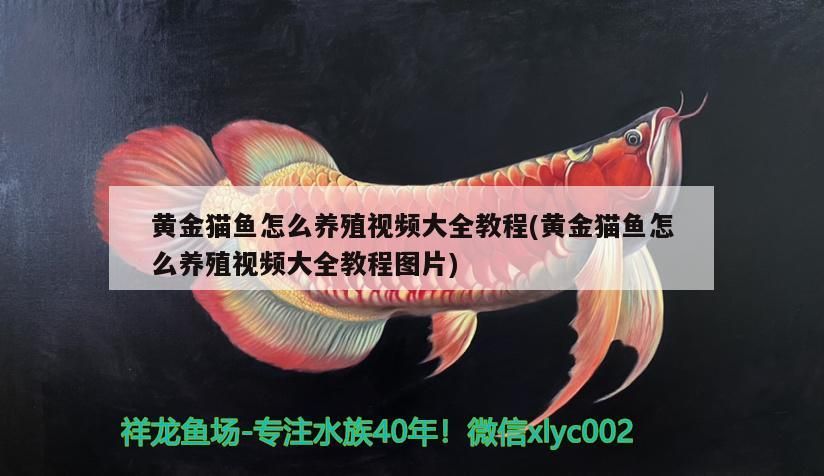 黃金貓魚怎么養(yǎng)殖視頻大全教程(黃金貓魚怎么養(yǎng)殖視頻大全教程圖片)