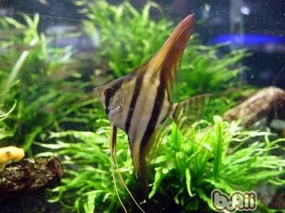 一條龍魚配幾條虎魚合適呢視頻(一條龍魚和幾條虎魚寓意最好)
