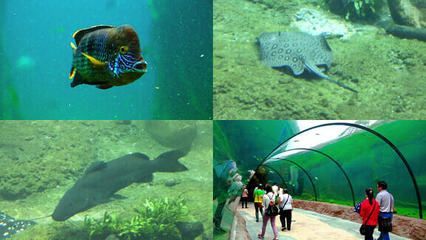 水族館魚類大全名稱圖片大全集（上海海洋水族館魚類飼養知識：水族館魚類飼養知識）