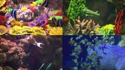 水族館魚類大全名稱圖片大全集（上海海洋水族館魚類飼養知識：水族館魚類飼養知識）