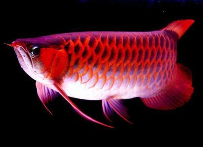 紅龍魚養(yǎng)殖成本分析：紅龍魚養(yǎng)殖的主要成本、飼料成本、飼料成本、養(yǎng)殖風(fēng)險