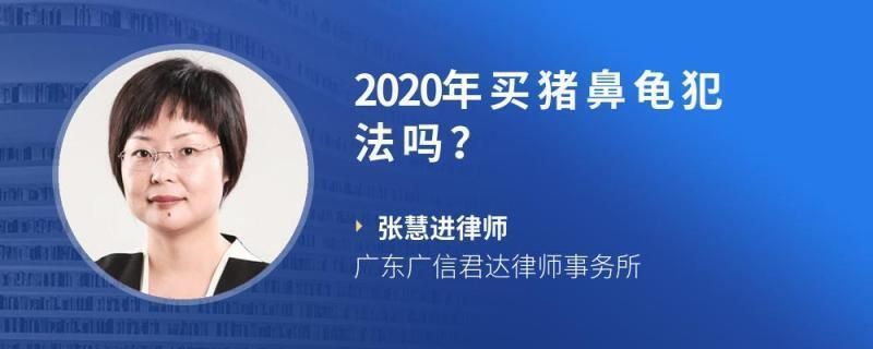 賣豬鼻龜被抓怎么處理：豬鼻案件處理 賣豬鼻龜被抓怎么處理：豬鼻案件處理 豬鼻龜百科 第7張