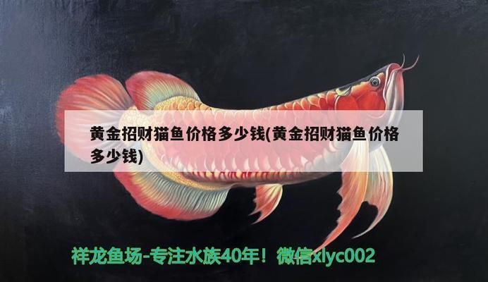 六安龍魚vs六安水族批發(fā)市場vs六安水族館vs六安魚缸批發(fā)市場vs祥龍魚場：六安龍魚、六安水族批發(fā)市場、六安魚缸批發(fā)市場信息