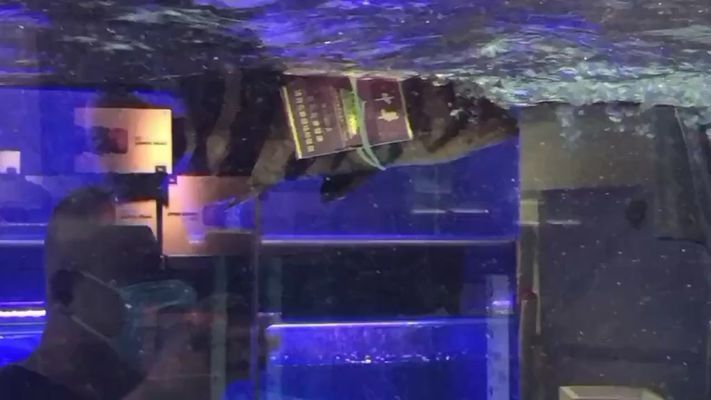 六安龍魚vs六安水族批發(fā)市場vs六安水族館vs六安魚缸批發(fā)市場vs祥龍魚場：六安龍魚、六安水族批發(fā)市場、六安魚缸批發(fā)市場信息