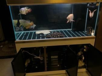 魟魚沿著缸壁：魟魚在新環境中可能會表現出各種行為，包括沿著缸壁游動