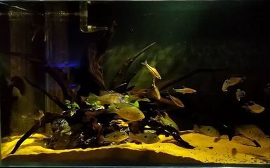 魟魚沿著缸壁：魟魚在新環境中可能會表現出各種行為，包括沿著缸壁游動