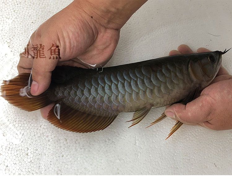 頂級印尼純血紅龍魚完美體型七鰭超大印尼漁場實拍 頂級印尼純血紅龍魚完美體型七鰭超大印尼漁場實拍 紅龍魚百科 第3張