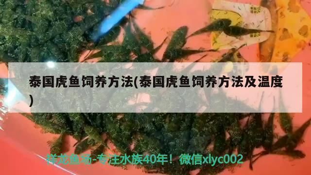 泰國虎魚最佳飼養環境，泰國虎魚水溫過高影響,泰國虎魚飼養水質管理