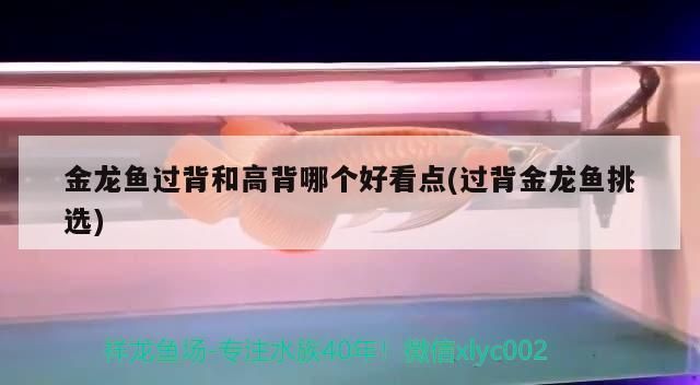 過背金龍魚可以吃嗎有毒嗎會(huì)死嗎：關(guān)于過背金龍魚是否可以吃以及是否有毒的問題