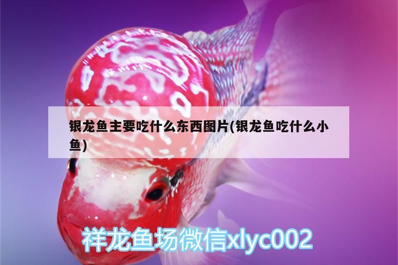 銀龍魚(yú)主要吃什么東西圖片(銀龍魚(yú)吃什么小魚(yú))