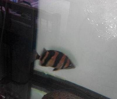 印尼三紋虎混養(yǎng)伴侶魚推薦，印尼三紋虎與龍魚混養(yǎng)案例，印尼三紋虎混養(yǎng)疾病預(yù)防