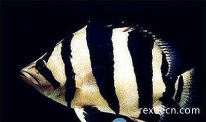 元寶鳳凰魚繁殖環境布置指南：元寶鳳凰魚繁殖容器布置技巧，元寶鳳凰魚繁殖期飼料選擇