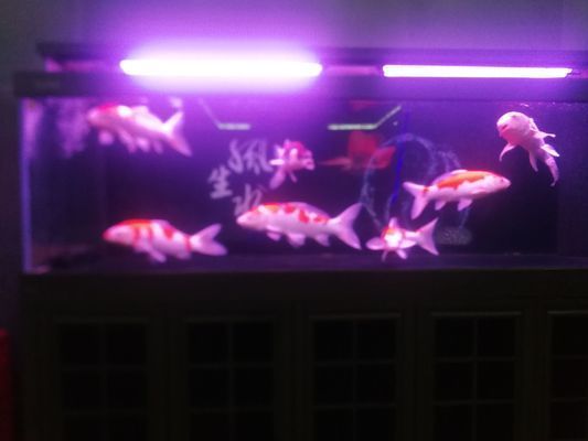 武威龍魚vs武威水族批發市場vs武威水族館vs武威魚缸批發市場vs祥龍魚場：關于武威水族批發市場