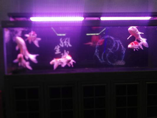 武威龍魚vs武威水族批發市場vs武威水族館vs武威魚缸批發市場vs祥龍魚場：關于武威水族批發市場