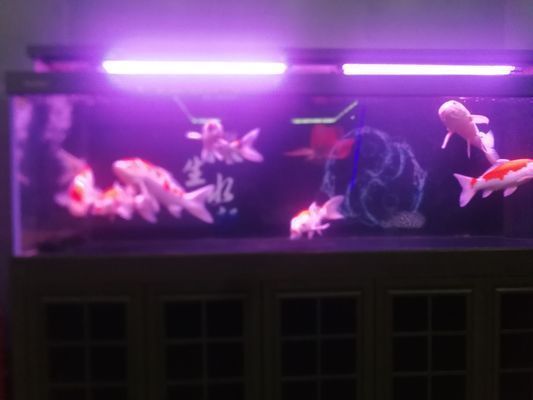 武威龍魚vs武威水族批發市場vs武威水族館vs武威魚缸批發市場vs祥龍魚場：關于武威水族批發市場