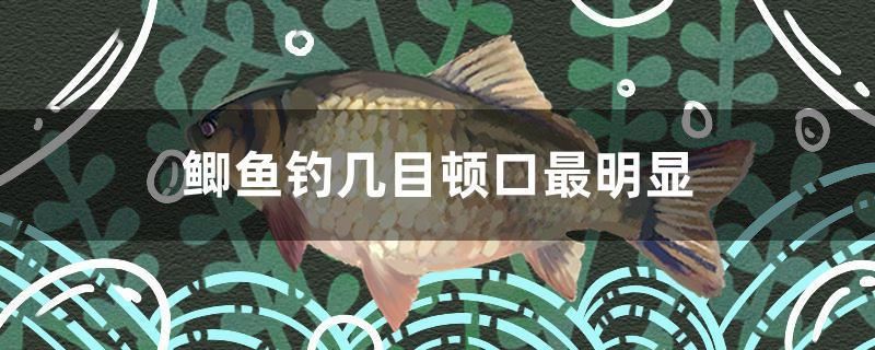 鯽魚釣幾目頓口最明顯