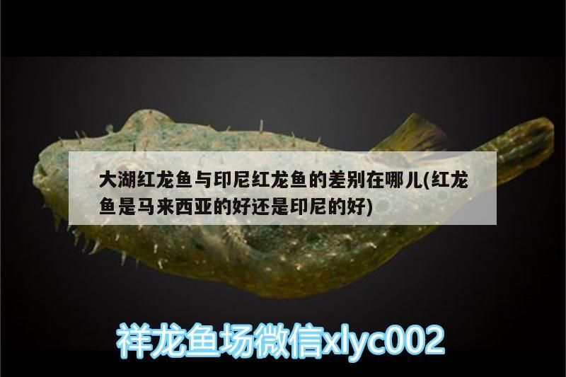 大湖紅龍魚(yú)與印尼紅龍魚(yú)的差別在哪兒(紅龍魚(yú)是馬來(lái)西亞的好還是印尼的好)
