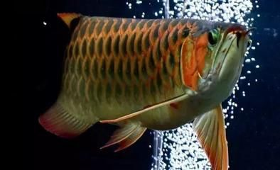 龍魚進貨渠道有哪些種類的，如何辨別龍魚品質，龍魚運輸注意事項，