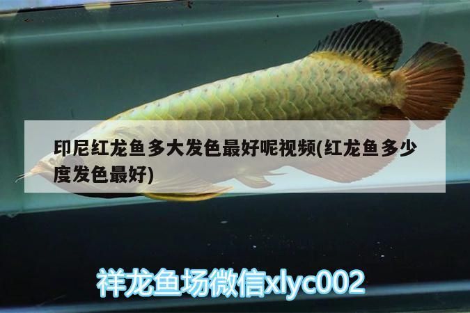 印尼紅龍魚多大發色最好呢視頻(紅龍魚多少度發色最好)