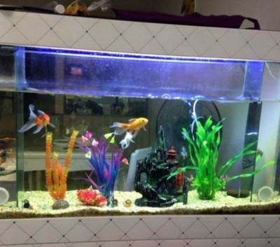 觀賞魚入缸應注意事項是什么（觀賞魚入缸前的準備工作）