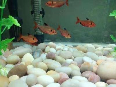 觀賞魚入缸應注意事項是什么（觀賞魚入缸前的準備工作） 觀賞魚入缸應注意事項是什么（觀賞魚入缸前的準備工作） 觀賞魚百科 第4張