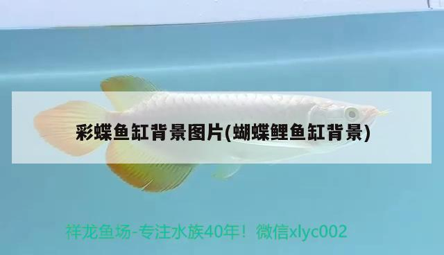 清理大魚缸用的工具有哪些清理大魚缸用的工具有哪些圖片清理工具，清理大魚缸用的工具有哪些