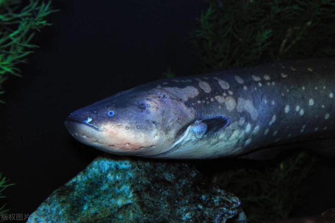魟魚拉的多嗎：關(guān)于魟魚的排便情況，我們可以得出以下結(jié)論：[需手動填充]魚的排便情況