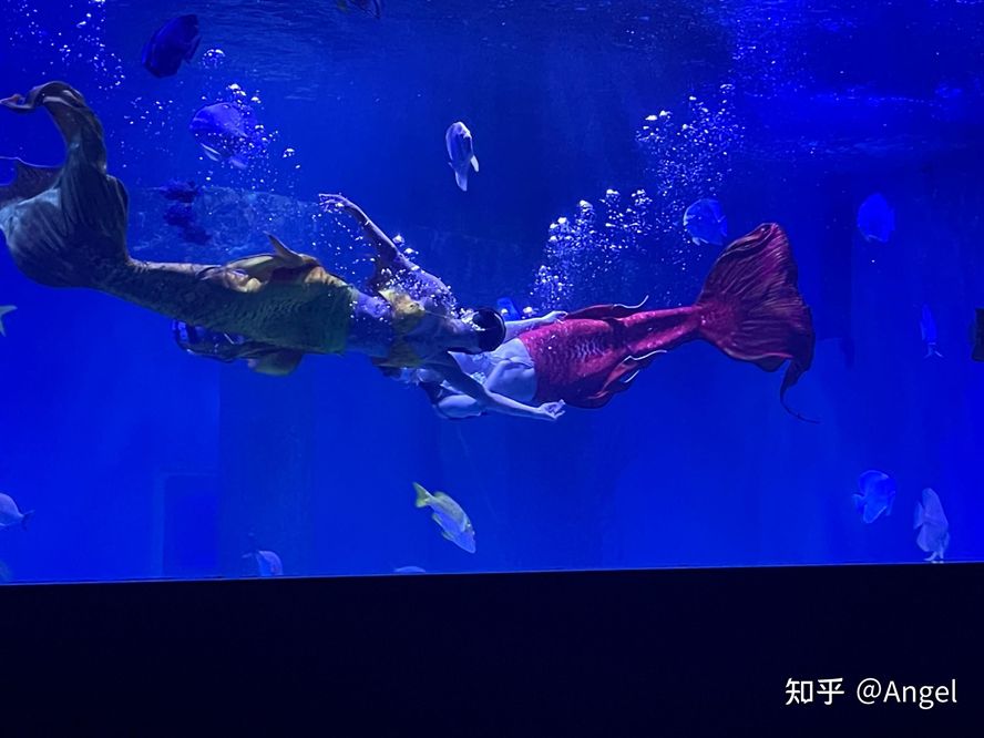 開水族館掙錢嗎知乎：水族館經(jīng)營盈利情況探究
