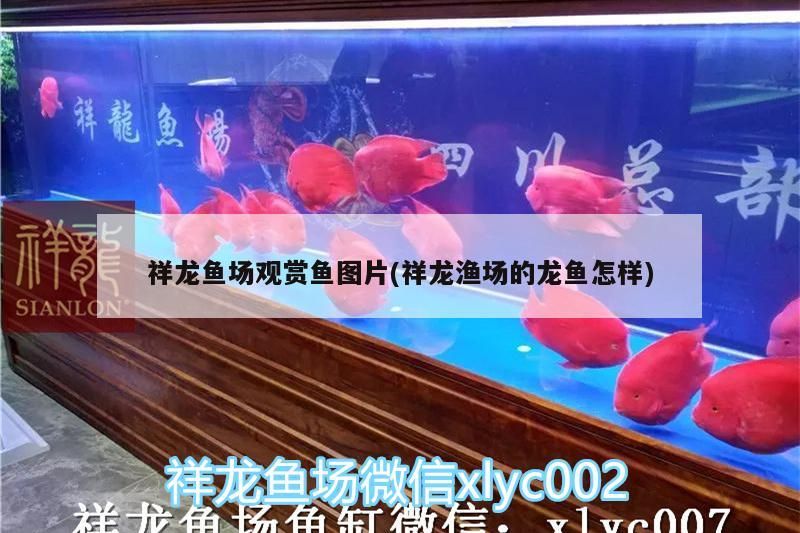 小型魚 祥龍魚場觀賞魚圖片(祥龍漁場的龍魚怎樣) vs祥龍魚場 祥龍魚場觀賞魚圖片(祥龍漁場的龍魚怎樣) 祥龍魚場觀賞魚圖片(祥龍漁場的龍魚怎樣) vs祥龍魚場