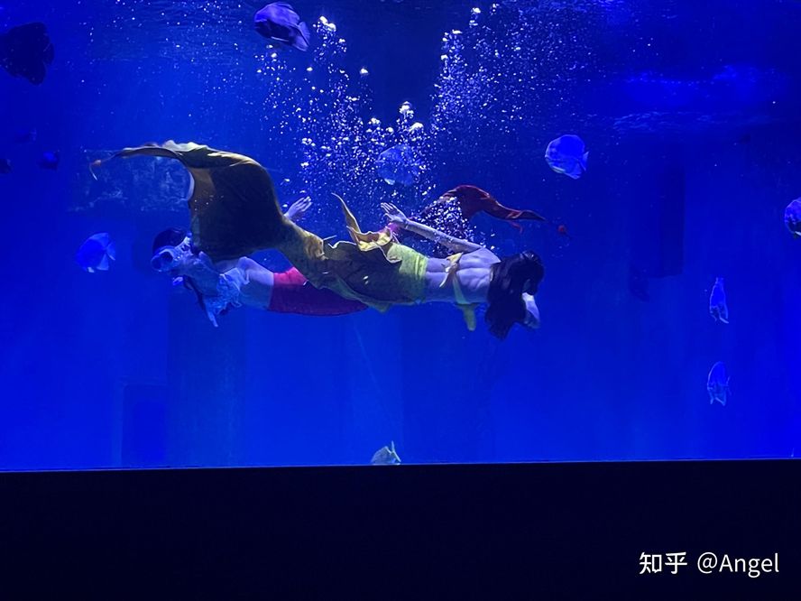 開水族館掙錢嗎知乎：水族館經(jīng)營盈利情況探究