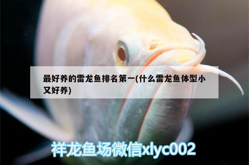 最好養(yǎng)的雷龍魚排名第一(什么雷龍魚體型小又好養(yǎng))