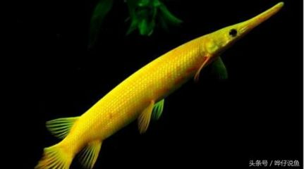 龍魚打包發空運可以堅持多久vs祥龍魚場：祥龍魚場龍魚打包發空運的可持續性與時間問題