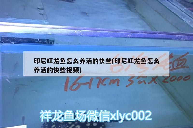 印尼紅龍魚(yú)怎么養(yǎng)活的快些(印尼紅龍魚(yú)怎么養(yǎng)活的快些視頻)