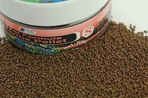 虎紋銀板魚飼料配方，虎紋銀板魚飼養方法和注意事項主要包括以下幾個方面