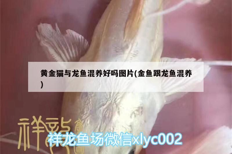 黃金貓與龍魚混養好嗎圖片(金魚跟龍魚混養)