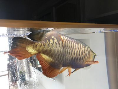 水族館主要經營什么產品呢（水族館主要經營的產品）