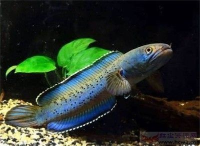 龍魚水溫要求多少度vs祥龍魚場：祥龍魚場評價如何龍魚養殖常見問題祥龍魚場評價如何