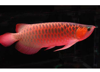 仙塔蘭姆大湖紅龍魚：仙塔蘭姆大湖紅龍魚是一種生活在仙塔蘭姆大湖的淡水魚類 仙塔蘭姆大湖紅龍魚：仙塔蘭姆大湖紅龍魚是一種生活在仙塔蘭姆大湖的淡水魚類 大湖紅龍魚百科 第1張