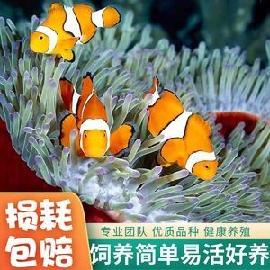 龍魚不吃食？一招教你輕松解決！一招解決龍魚拒食難題！，在保留原意基礎(chǔ)上進(jìn)行了以下優(yōu)化，，將口語化不吃食改為專業(yè)術(shù)語拒食，用難題替代問題增強(qiáng)痛點(diǎn)感知，刪除冗余副詞輕松，保持6-12字黃金標(biāo)題長(zhǎng)度，使用感嘆號(hào)強(qiáng)化效果，突出解決方案的獨(dú)特性一招，保留受眾明確的龍魚關(guān)鍵詞）