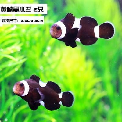 龍魚不吃食？一招教你輕松解決！一招解決龍魚拒食難題！，在保留原意基礎(chǔ)上進(jìn)行了以下優(yōu)化，，將口語化不吃食改為專業(yè)術(shù)語拒食，用難題替代問題增強(qiáng)痛點(diǎn)感知，刪除冗余副詞輕松，保持6-12字黃金標(biāo)題長(zhǎng)度，使用感嘆號(hào)強(qiáng)化效果，突出解決方案的獨(dú)特性一招，保留受眾明確的龍魚關(guān)鍵詞）
