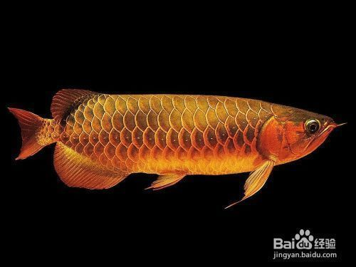 大湖紅龍魚怎么區分：大湖紅龍魚與普通紅龍區別