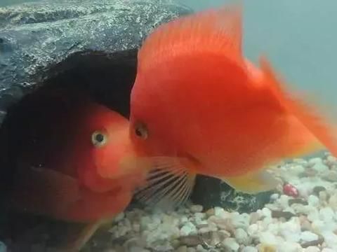 龍魚病最怕三樣東西，水質、溫差與寄生蟲，龍魚最怕的三樣東西，水質、溫差與寄生蟲