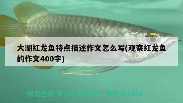 大湖紅龍魚特點描述作文怎么寫(觀察紅龍魚的作文400字)