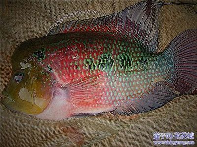 遂寧龍魚vs遂寧水族批發市場vs遂寧水族館vs遂寧魚缸批發市場vs祥龍魚場：遂寧龍魚、遂寧水族批發市場和祥龍魚場的相關信息