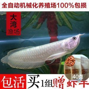 廈門龍魚vs廈門水族批發市場vs廈門水族館vs廈門魚缸批發市場vs祥龍魚場：廈門龍魚、廈門水族批發市場及各相關場所的發展現狀和市場趨勢
