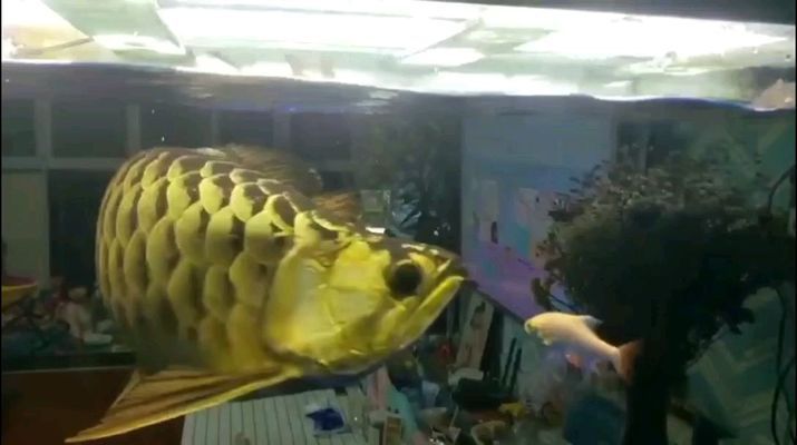 塔城龍魚vs塔城水族批發市場vs塔城水族館vs塔城魚缸批發市場vs祥龍魚場：塔城水族批發市場與祥龍魚場的區別