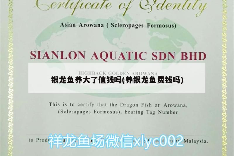 銀龍魚養(yǎng)大了值錢嗎(養(yǎng)銀龍魚費錢嗎)
