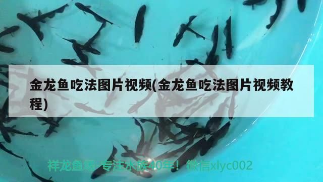 銀龍魚養(yǎng)大了值錢嗎(養(yǎng)銀龍魚費錢嗎)