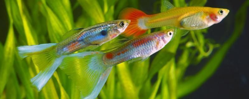 哈爾濱龍魚vs哈爾濱水族批發市場vs哈爾濱水族館vs哈爾濱魚缸批發市場vs祥龍魚場：哈爾濱水族批發市場