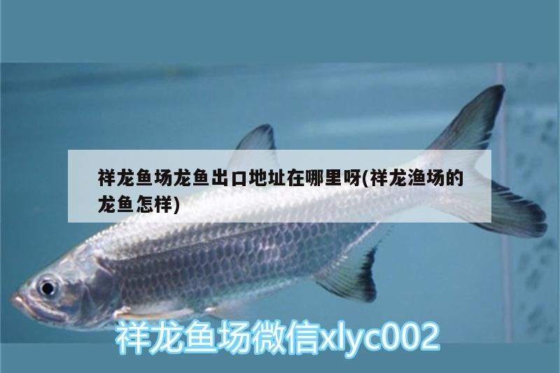 祥龍魚場龍魚出口地址在哪里呀(祥龍漁場的龍魚怎樣) 祥龍魚場龍魚出口地址在哪里呀(祥龍漁場的龍魚怎樣) vs祥龍魚場